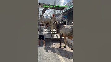 Giao bò về Tây ninh