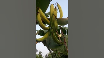 Chuối Tá Quạ hay Chuối Táo Quạ Trái Bự Chà Bá Đặc Sản Qúy Hiếm Trà Vinh|Giant Banana| Chuối Táo Quạ