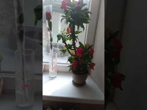 доллар цветы удачи