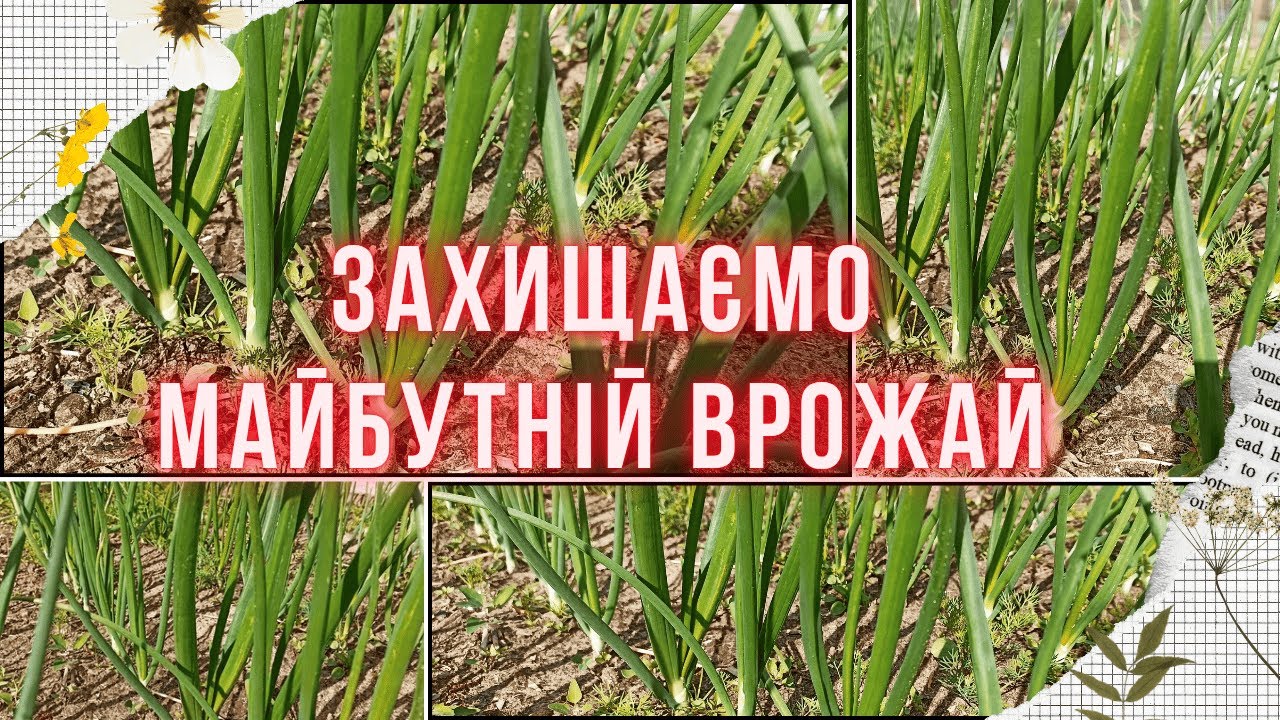 ЦИБУЛЕВА МУХА. Біологічні, хімічні засоби боротьби з цибулевою мухою. Обробка та підживлення цибулі