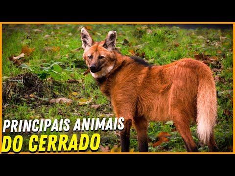 Vídeo: Animais Comuns nos Jardins do Sul – Aprenda sobre os animais nativos do centro-sul dos EUA