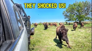 The Entire Herd Shocked Us When We Opened The Gate! by Cross Timbers Bison 78,810 views 2 weeks ago 20 minutes