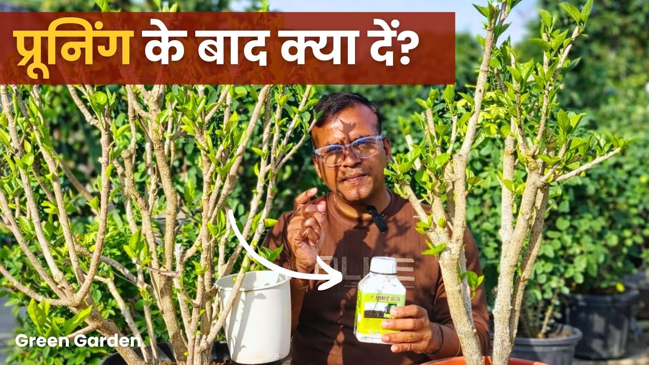 Hibiscus की Pruning के बाद की Care