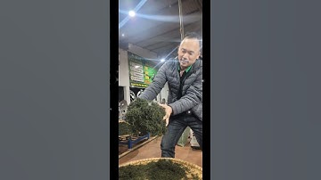 Tiên Sinh Trà Tôm Nõn 29 03 2025