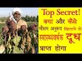 🌞 मौसम के हिसाब से गाय, भेंस एवं पशु के लिए सबसे उत्तम चारा 👌 | Best Seasonal Feed - Cow & Buffalo