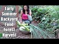 Filipina Harvests 40 lbs. Of Food In 10 Minutes From A Backyard Food Forest! Filipina Harvests 40 lbs. Of Food In 10 Minutes From A Backyard Food Forest!