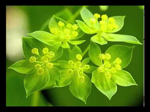 Health Benefits of Buplerum Herb