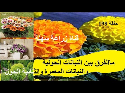 فيديو: هل تعني المعمرة كل عام؟