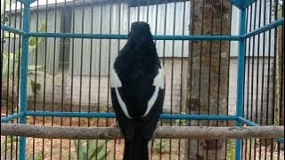 KACER GACOR TEMBAKAN SUARA ELANG