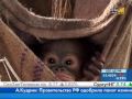 Охрана орангутанов