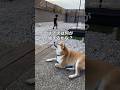 【子守り柴】お散歩拒否!? 坊っちゃんのお誘いに動じないおいも🐕💦#shorts