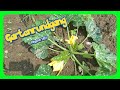 🌼 Gartenrundgang Juni 2025 | Leere und volle Beete | Schneckensalat uvm
