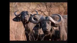 Top 10 Most Dangerous Herbivore Animals