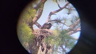 Eaglets in the nest by Wingin' It with John 32 views 1 year ago 1 minute, 47 seconds