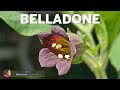 BELLADONE : TOUT SAVOIR SUR LA PLANTE MAGIQUE DES SORCIÈRES SON HISTOIRE, SES USAGES ET SES DANGERS