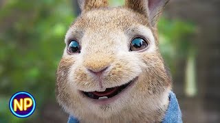 Opening Scene Peter Rabbit