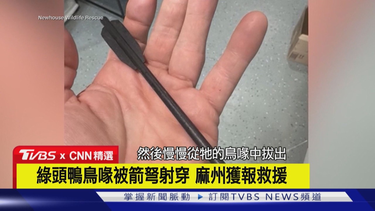 【CNN精選】綠頭鴨鳥喙被箭弩射穿 麻州獲報救援｜TVBS新聞 @TVBSNEWS01