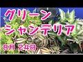 #グリーンシャンデリア 　ミニで　#寄せ植え    #プランツギャザリング  #PlantsGathering