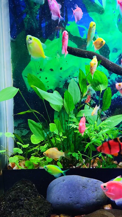 Planted, Fish, Widow Tetra, Tiger Barbs, White Polar parrot, Miss Kerala fish