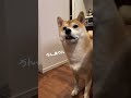 おかわり！#shibainu #柴犬 #いぬ #dog #cute #返事する犬