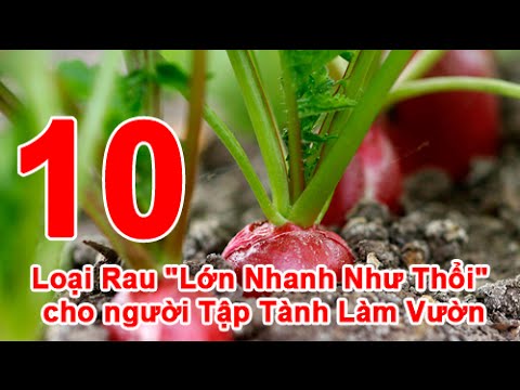 Video: Top 10 quà tặng cho những người yêu chó