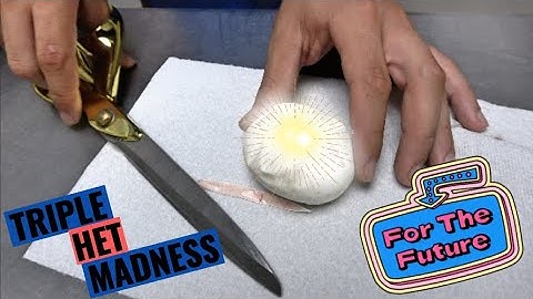 The Future! Ball Python Egg Cutting!