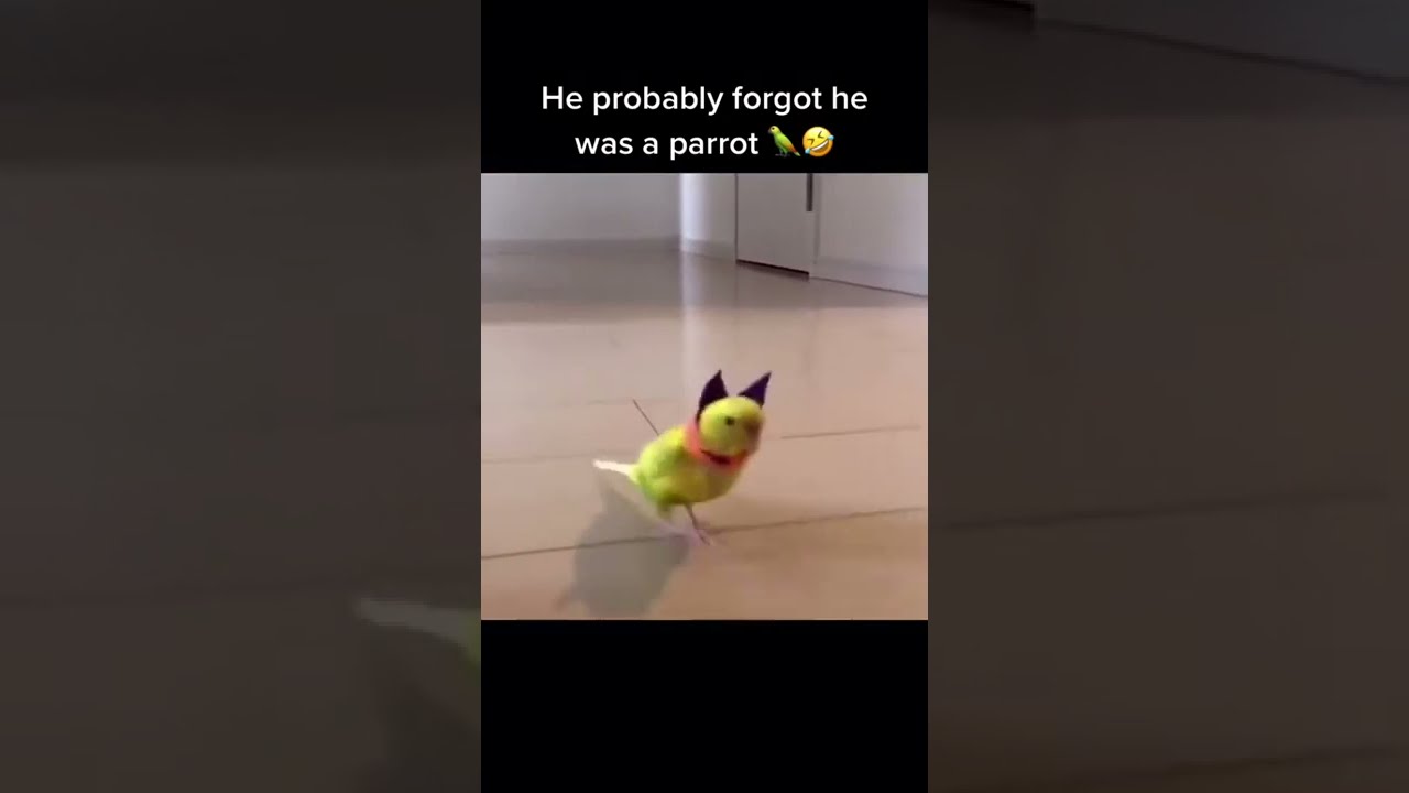HE PROBABLY FORGOT WAS A PARROT Shorts