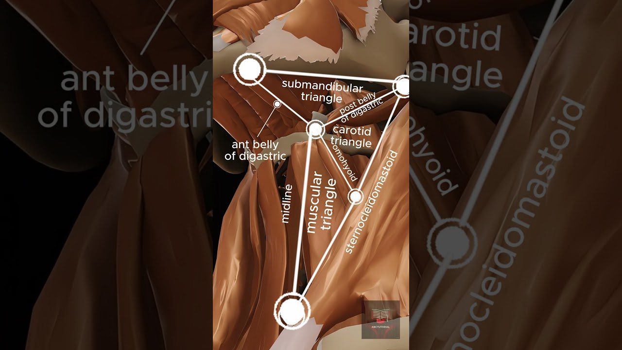 The Triangles of the Neck 3D anatomy animation video 