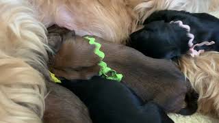 Tonic and her pups by Lebec Briards 35 views 2 years ago 10 seconds