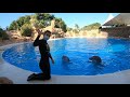 Loro Parque Live - Dolphins