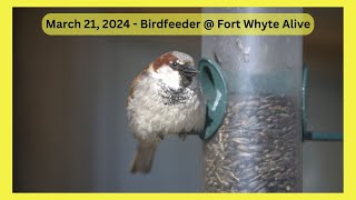 Birdfeeder at Fort Whyte Alive - March 21, 2024 -Filmed on Sigma FP