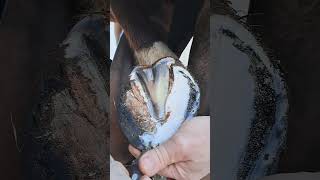 Satisfying Hoof Trimming #shorts #hooftrimming #satisfying #hoofcare #horseshoeing #thefarrierlife