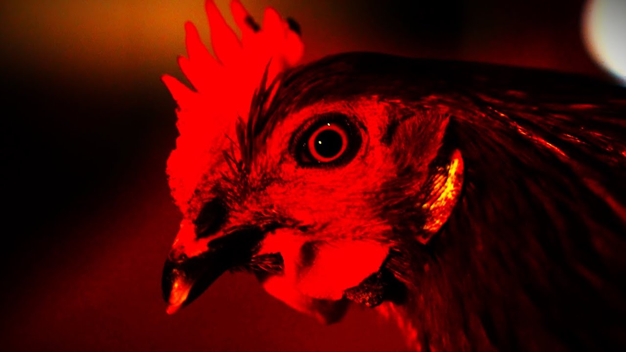 BUGGA - CHICKENSHIT (USURPER) (Official Music Video)