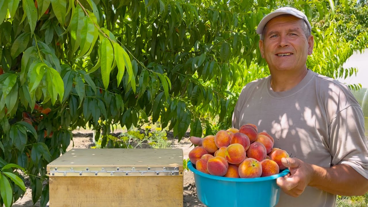 Жизнь на юге | Началась уборочная в саду и огороде
