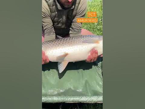 АМУР 14 кг. Риба мрії. 🎣 #carpfishing2023 #fox #shimano #spomb #amur # ...