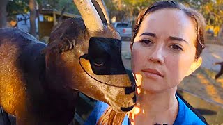 Maya hangs out with the goats in their NEW enclosure at Alveus