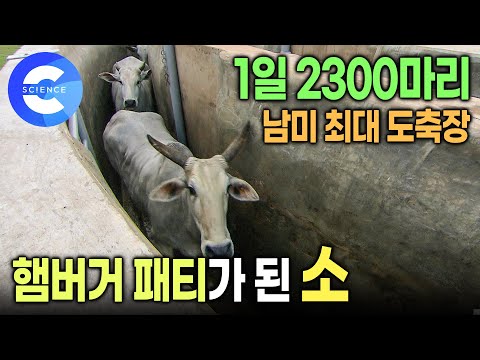🚨 | 도살장에 끌려 <strong>간</strong> <strong>소</strong> | 햄버거 커넥션 | 다큐프라임