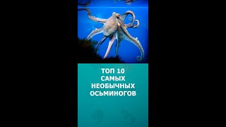 Топ 10 самых необычных осьминогов #шортс #осьминог #интересное #топ10 #shorts #комарик