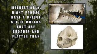 The Fascinating History of the Panda Bear