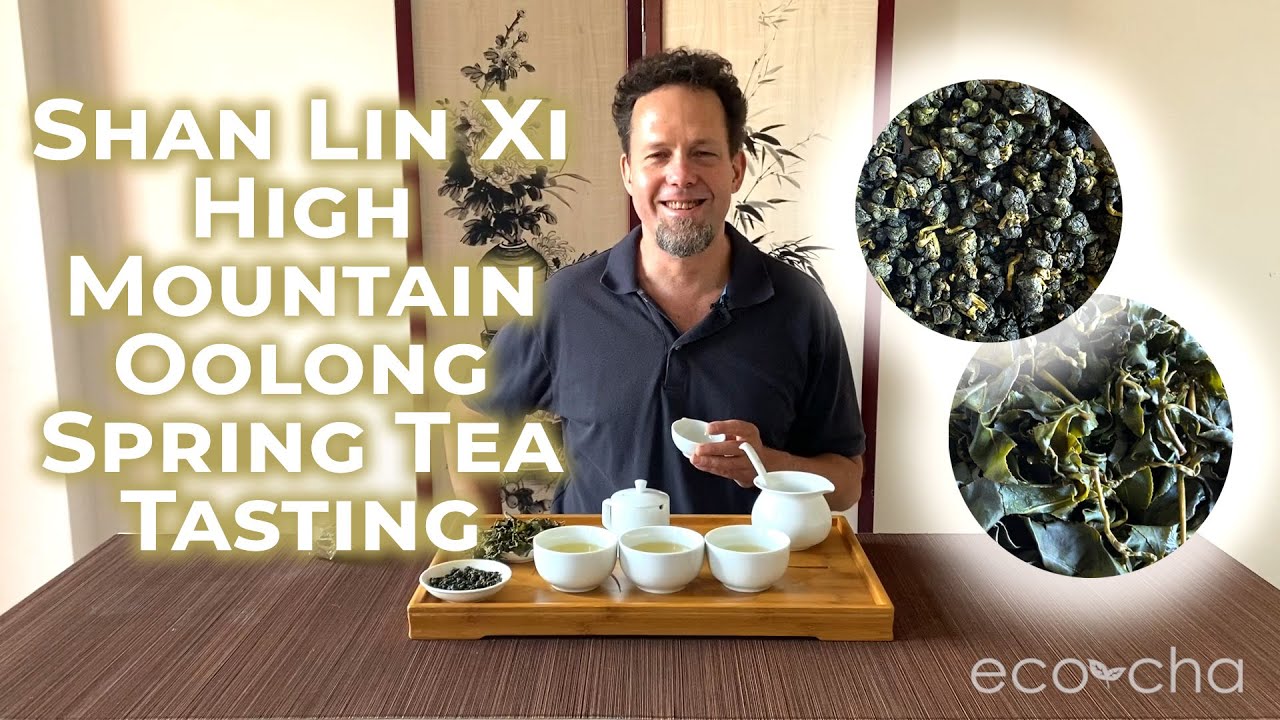 Shan Lin Xi High Mountain Oolong Spring Tea Tasting EcoCha Teas