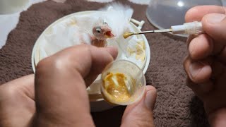 Hand Feeding 15 Day Old White Canary 20230610 by Nissan Tseng 5,075 views 11 months ago 2 minutes, 50 seconds