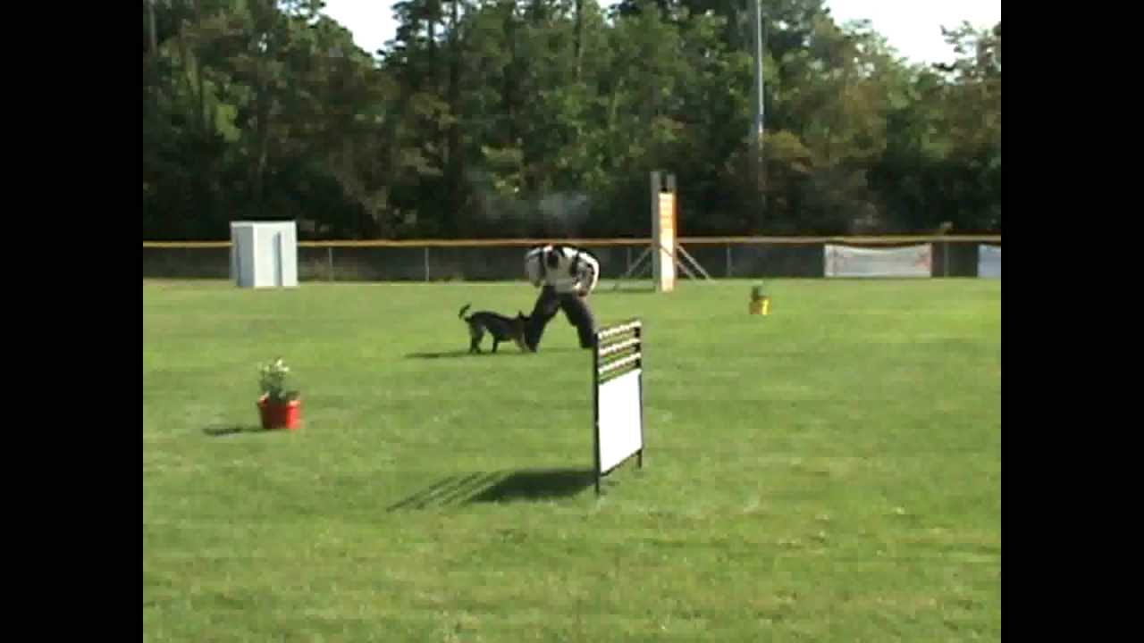 French Ring DOG TRAINING FOR BITE SPORT YouTube