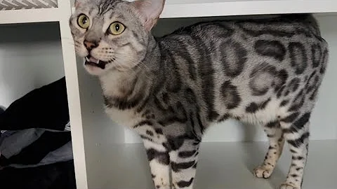 Watch the video about Kitty meows happily chatting with her hooman!