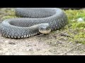 Snake close-up in its natural habitat.