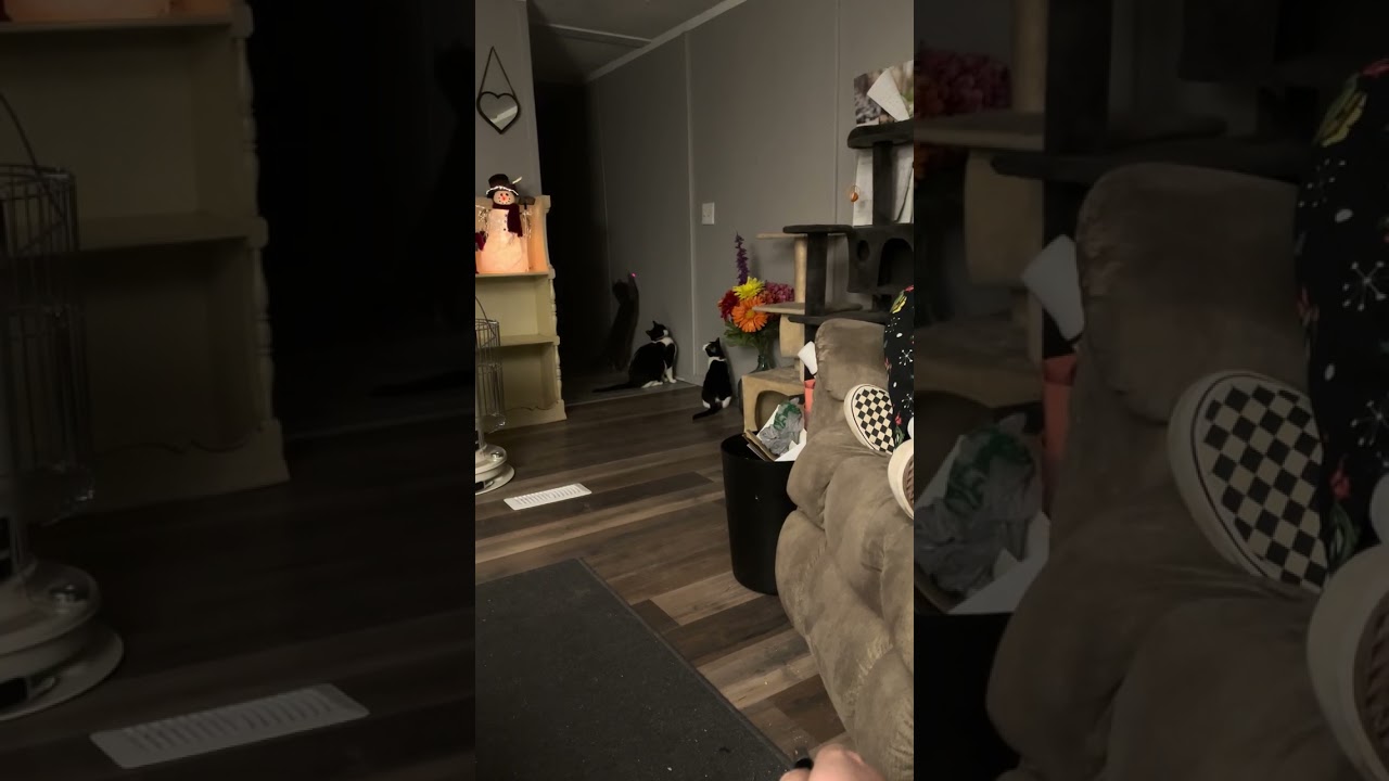 Our Feline Family Members 