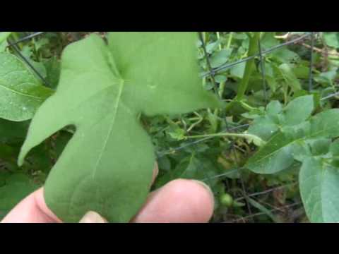 Video: Bush Morning Glory nədir - Bush Morning Glory Bitkilərini Yetişdirmək üçün Məsləhətlər