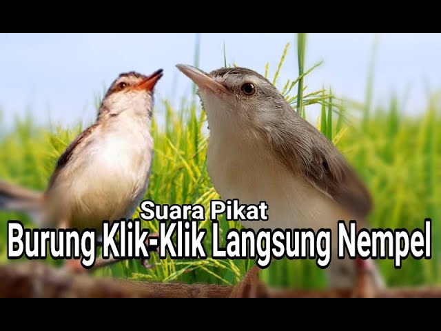 suara pikat burung klik klik paling ampuh class=