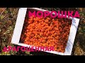 СБОР МОРОШКИ В СИБИРИ