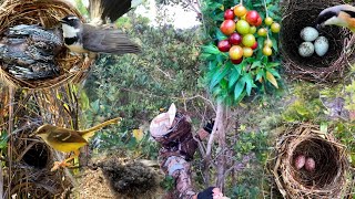 The fun of foraging: finding wild fruit and discovering many bird nests