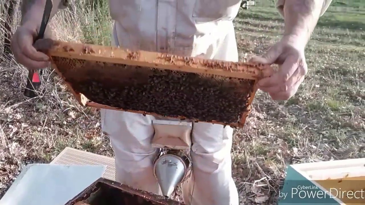 tuto apiculture transvasement de ruche